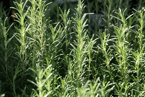 close-up of healthy arp rosemary plant with slender green stems and needle-like leaves