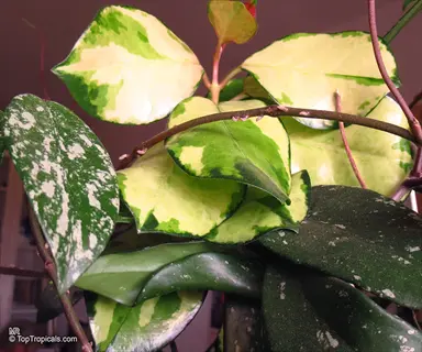 close-up of hoya krimson princess leaves showing characteristic green variegation with creamy white edges