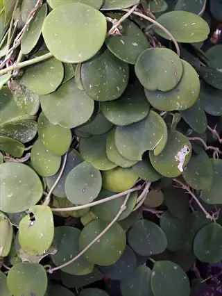 close-up of hoya obovata leaves with round waxy green foliage and silvery speckles