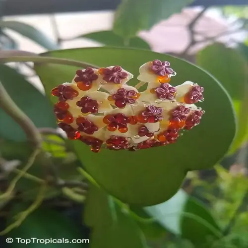 close-up of hoya plant blooming with dew-covered flowers
