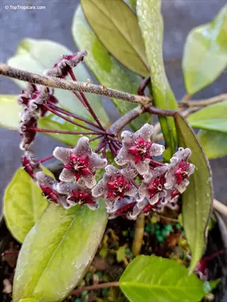 close-up of hoya pubicalyx flowers: star-shaped, hairy pale petals with dark red centers, covered in dewdrops on green foliage