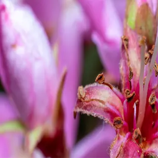 close-up of indian hawthorn's delicate pink flowers and stamen