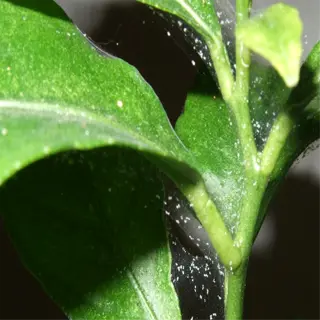 close-up of indoor plant leaves infested with spider mites