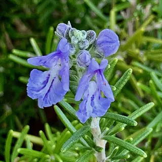 close-up of irene rosemary plant with purple flowers and needle-like foliage