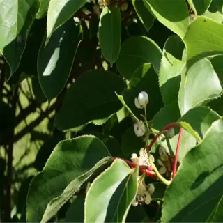 close-up of issai kiwi leaves and flowers