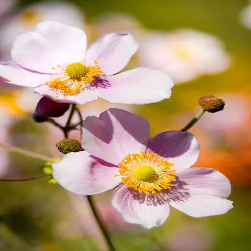 close-up of japanese anemone flowers garden with delicate pink petals and bright yellow centers
