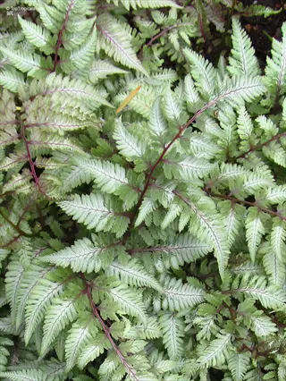 close-up of japanese painted fern fronds with silvery-green and burgundy hues