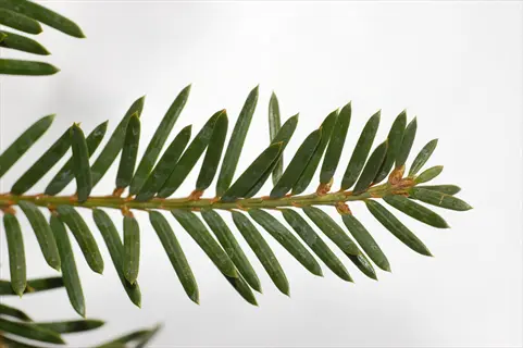 close-up of japanese yew capitata upright branch with dark green needle-like foliage