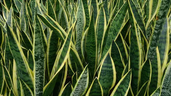 close-up of laurentii snake plants with green leaves and yellow borders