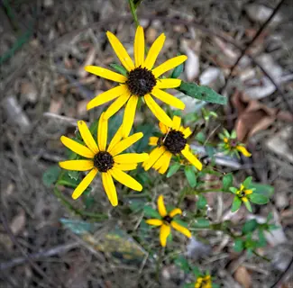 close-up of little goldstar rudbeckia plant with bright yellow petals and dark centers growing in natural habitat