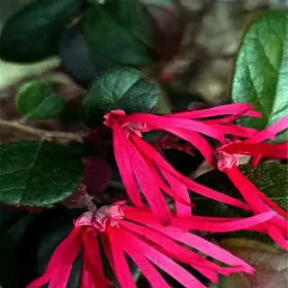 close-up of loropetalum with burgundy leaves and vibrant pink flowers