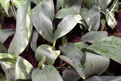 close-up of lush green giant aspidistra plant leaves with glossy texture in a garden setting