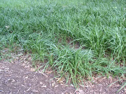 close-up of lush mondo grass groundcover with slender green leaves and scattered dried foliage on soil