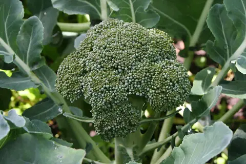 close-up of mature calabrese broccoli head with dense green florets and surrounding large leaves in a garden