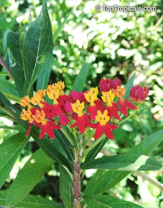 close-up of mixed color butterfly weed (asclepias tuberosa) blooming with vibrant red and yellow flowers