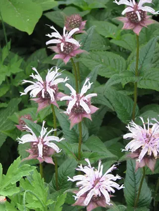 close-up of monarda bradburiana lavender flowers with green foliage