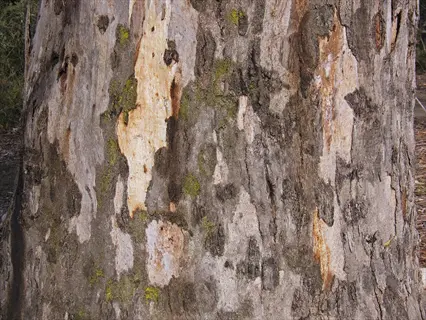 close-up of mottled, peeling bark on a river red gum trunk