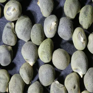 close-up of okra seeds with a ruler for scale