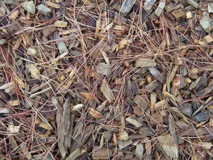 close-up of organic wood chip mulching material with pine needles for garden moisture retention and weed suppression