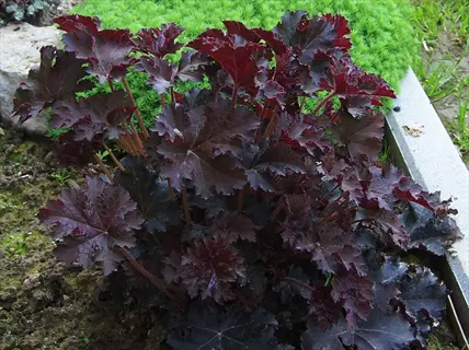 close-up of palace purple heuchera plant with dark purple, deeply lobed leaves growing in a garden bed