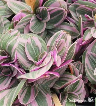 close-up of pale purple tradescantia leaves with green stripes