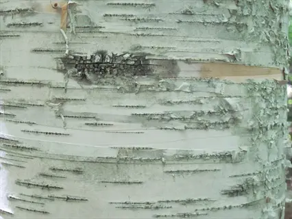 close-up of paper birch white bark with distinctive peeling texture and grayish-tan horizontal markings