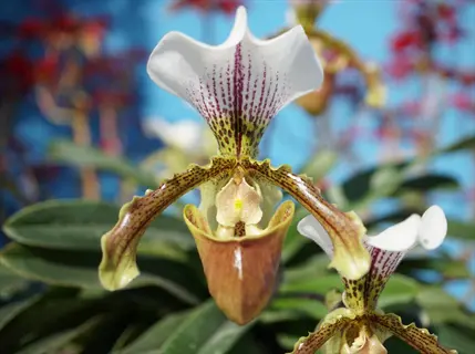 close-up of paphiopedilum orchid flowers with white petals and green-brown speckled patterns against a blue background