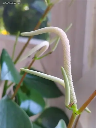 close-up of peperomia polybotrya raindrop inflorescence with characteristic curved white spikes and green leaves