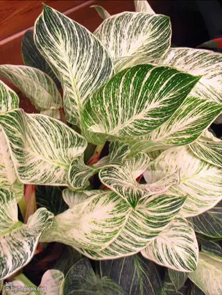 close-up of philodendron birkin leaves showing distinctive green and white variegated pattern