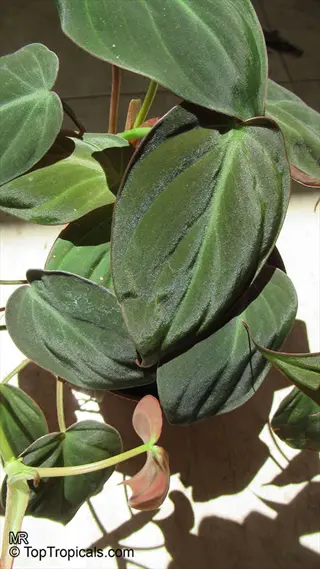 close-up of philodendron micans velvet plant showcasing heart-shaped velvety leaves with visible watermark text