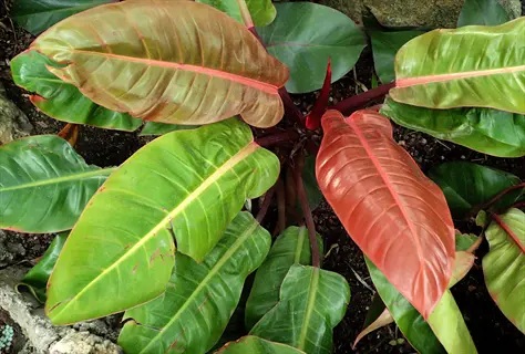 close-up of philodendron prince orange plant with vibrant green and orange leaves