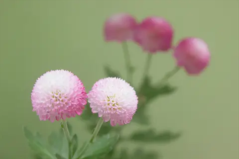 close-up of pink and white pompon chrysanthemum flowers with green foliage