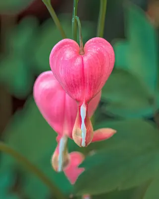 close-up of pink bleeding heart flowers with green foliage background