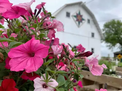 close-up of pink petunias container with a white barn quilt and overcast sky in the background