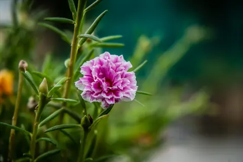 close-up of pink rosemary flowers with green foliage background