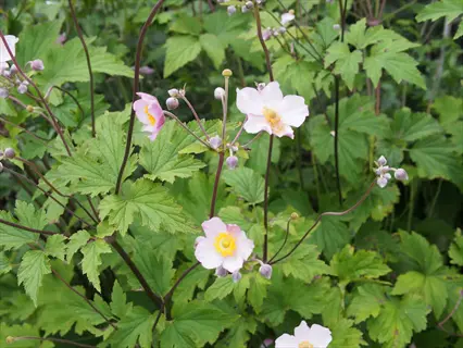 close-up of pink september charm anemone flowers with yellow centers blooming among green foliage
