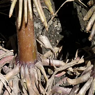 close-up of plant roots and stems in the soil