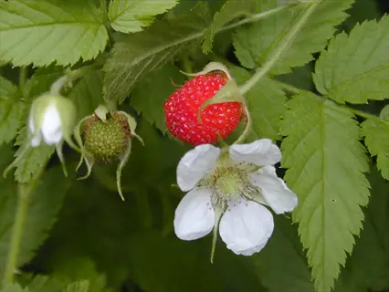 close-up of powwow wild berry flower with white petals, red berry, and serrated green leaves