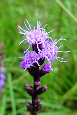 close-up of purple blazing star liatris flower with green background