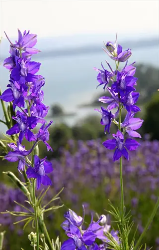 close-up of purple delphinium flowers in a field with a lake and hills in the background