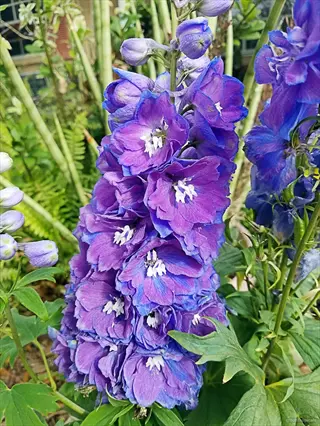 close-up of purple larkspur spikes blooming amid green garden foliage