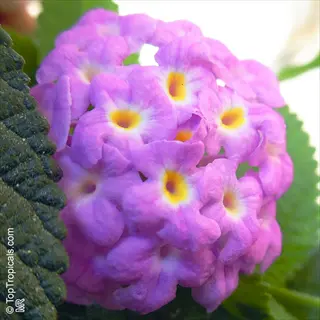 close-up of purple trailing lantana flower cluster with yellow centers surrounded by green foliage