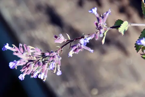 close-up of purrsian blue catmint flowers with purple blooms and green foliage