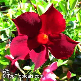 close-up of red mandevilla flowers with green foliage background