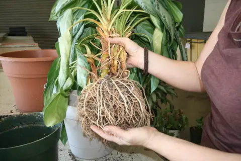 close-up of repotting houseplant roots showing extensive root system held by hands over empty terracotta pots, demonstrating soil replacement process