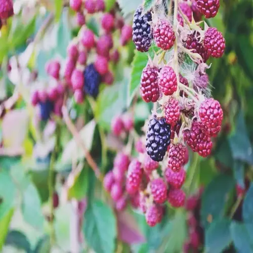 close-up of ripe blackberries bush with black and red berries among green leaves