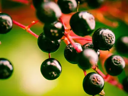 close-up of ripe elderberries on stems during farm harvest