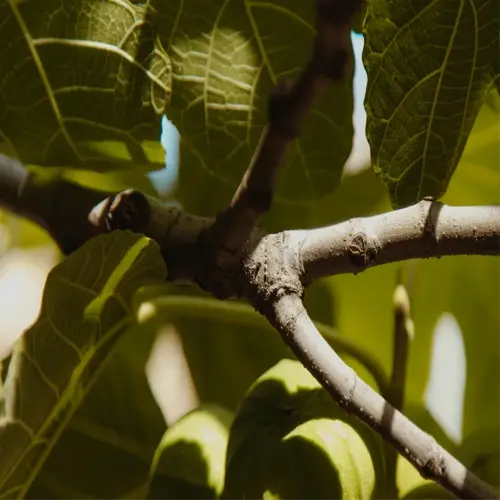 close-up of ripe figs on a branch with leaves