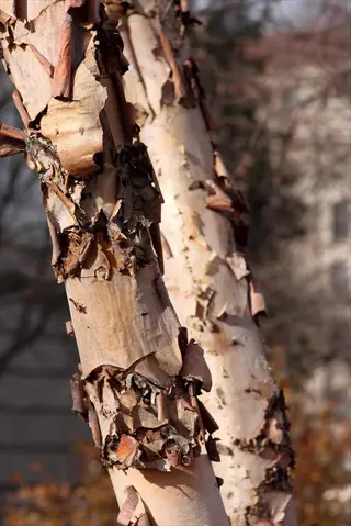 close-up of river birch peeling bark in warm sunlight