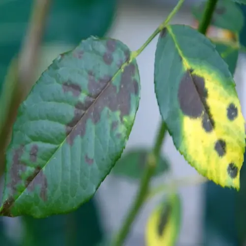 close-up of rose leaves showing characteristic black spot disease with dark lesions and yellowing